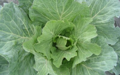 Brassica oleracea L. var capitata (“Bergantiños”)