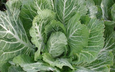 Brassica oleracea L. var costata (“Coube de Ourense”)