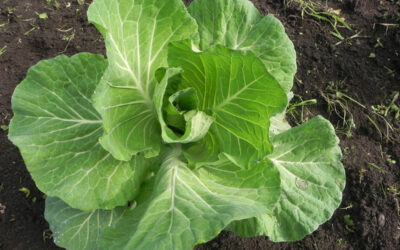Brassica oleracea L. var capitata (“Repollo, Cabbage”)